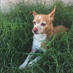 Meet your Posher, Lucy